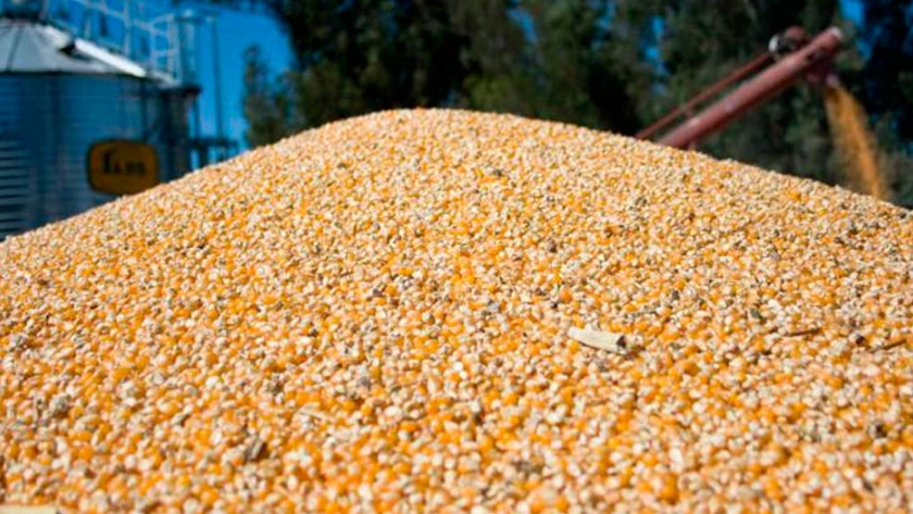 Explosión comercial del maíz: récord de exportaciones y de ventas anticipadas para el ciclo 2020/21