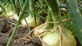 Buscan fortalecer la producción de cebolla