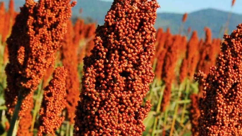 Valor agregado transformando sorgo en carne