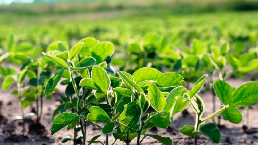 Glifosato en soja: análisis con labranza convencional y siembra directa