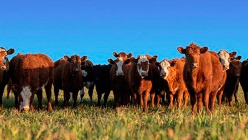 El consumo de carne vacuna seguirá en alza en China, con oportunidades para los cortes a pasto
