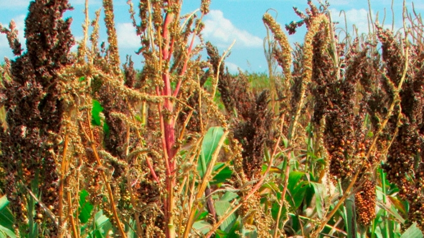 Malezas: ahorro de hasta el 60% en herbicidas con aplicación selectiva
