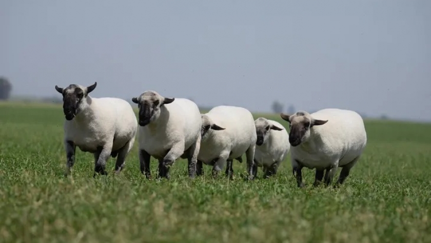 La carne ovina avanza hacia la mesa de los argentinos