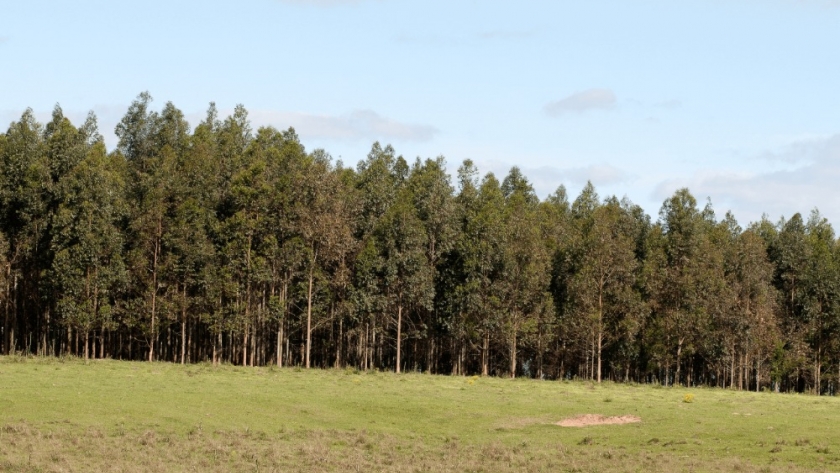 Huella de carbono: el Gobierno lanzó una plataforma que impulsa la forestación