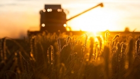 Argentina podría exportar más de 5 millones de toneladas de trigo a Brasil en 2020