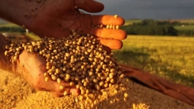 El precio de los cereales con tendencia alcista en Chicago: cuánto se pagó por la soja en Rosario