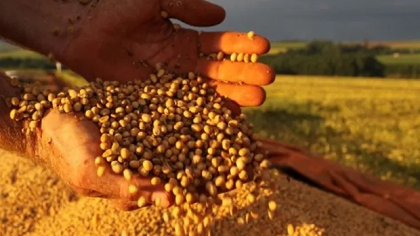 El precio de los cereales con tendencia alcista en Chicago: cuánto se pagó por la soja en Rosario