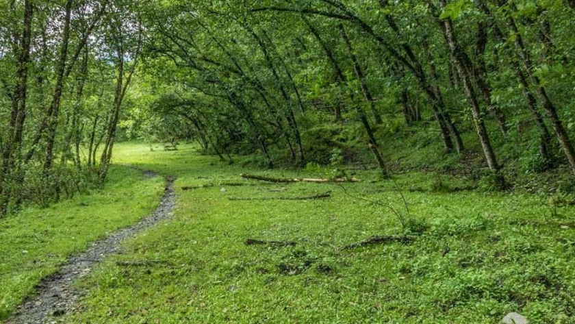Realizaron asamblea extraordinaria por los Bosques Nativos