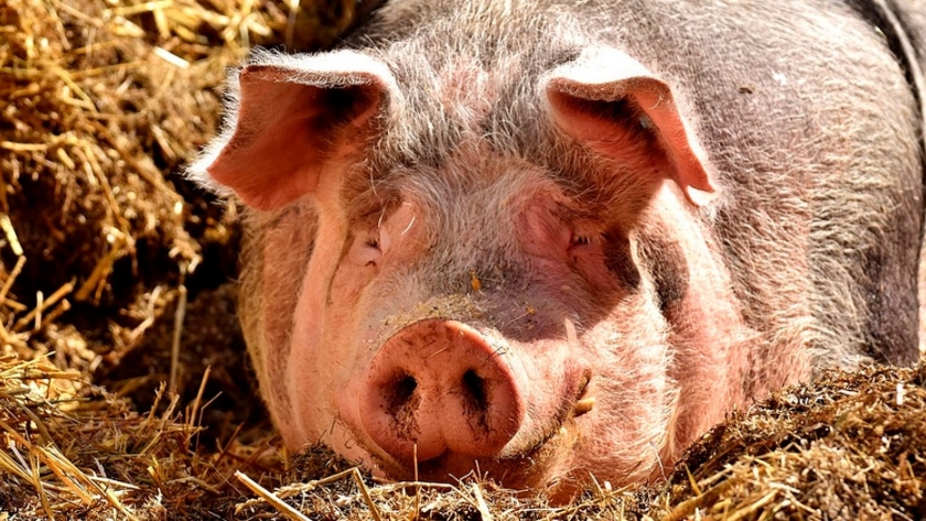 Asfalto a partir de estiércol porcino