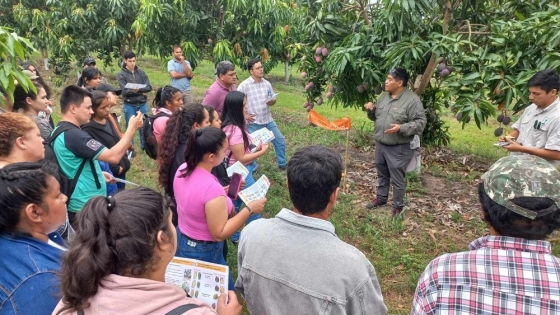 Cultivo de mango en Formosa: el CEDEVA impulsa el manejo eficiente para potenciar la cosecha