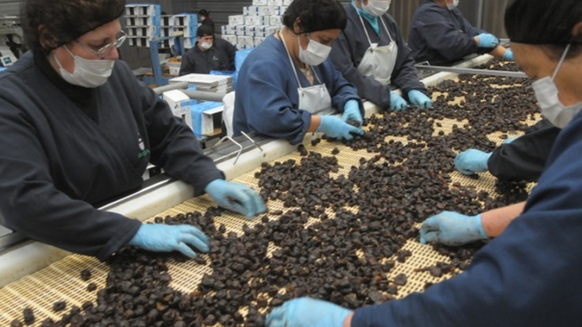 Ciruela: productores e industriales ya pueden acceder a aportes no reembolsables para innovación tecnológica