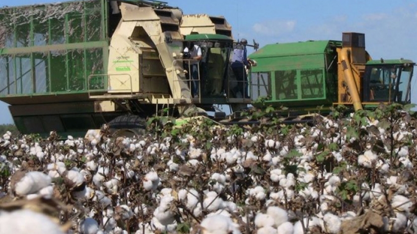 La inscripción obligatoria para comercializadores e industrializadores de algodón sigue hasta el 28 de febrero