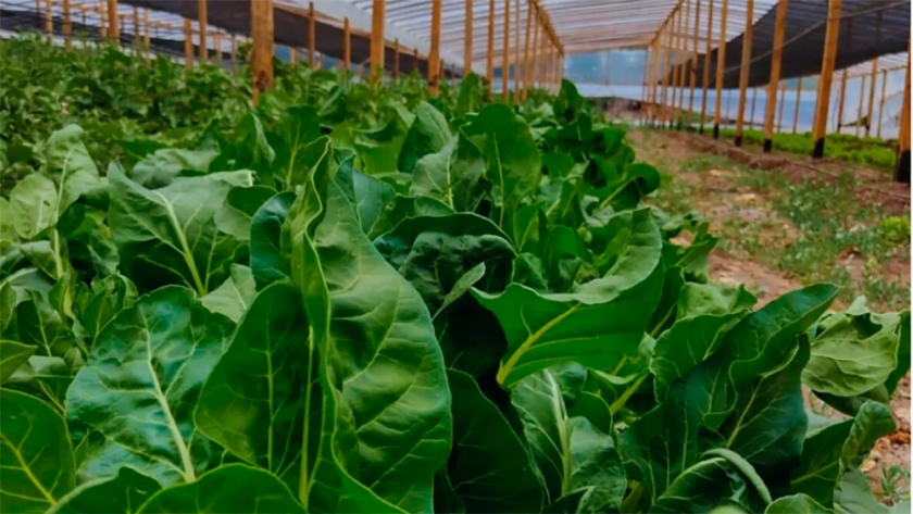 Buenas prácticas agrícolas en la producción de hortalizas para garantizar su inocuidad