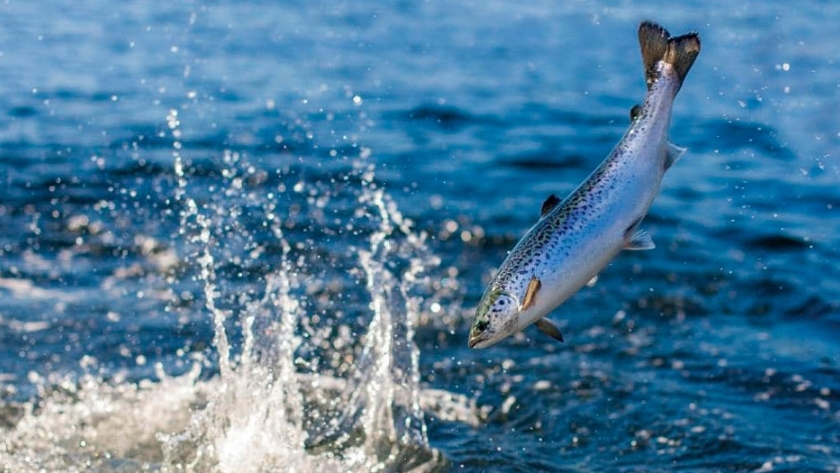 La Sociedad Australiana de Conservación Marina quiere prohibir el salmón de Tasmania