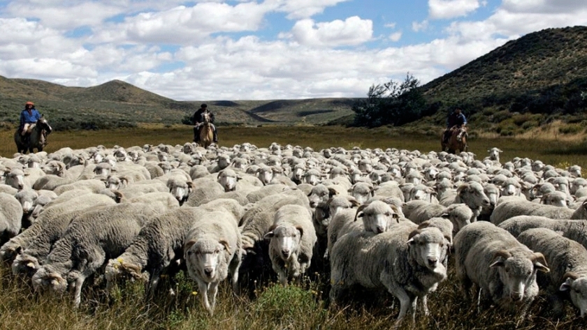Una maleza exótica desvela a ganaderos patagónicos