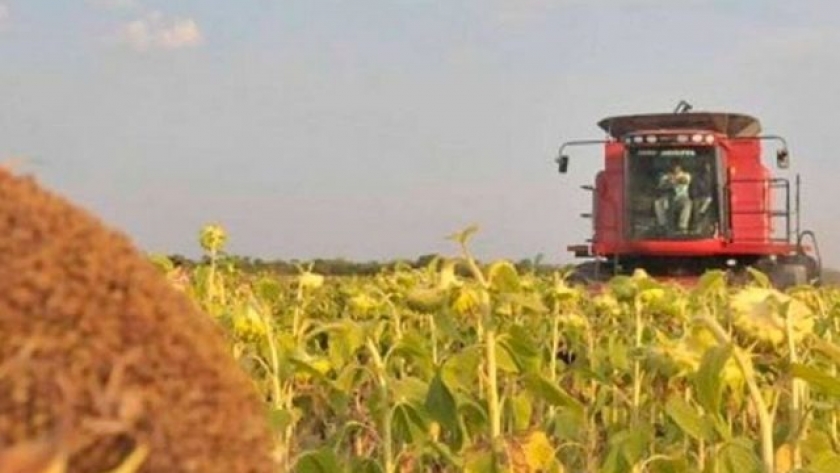 En el norte avanza la cosecha del girasol