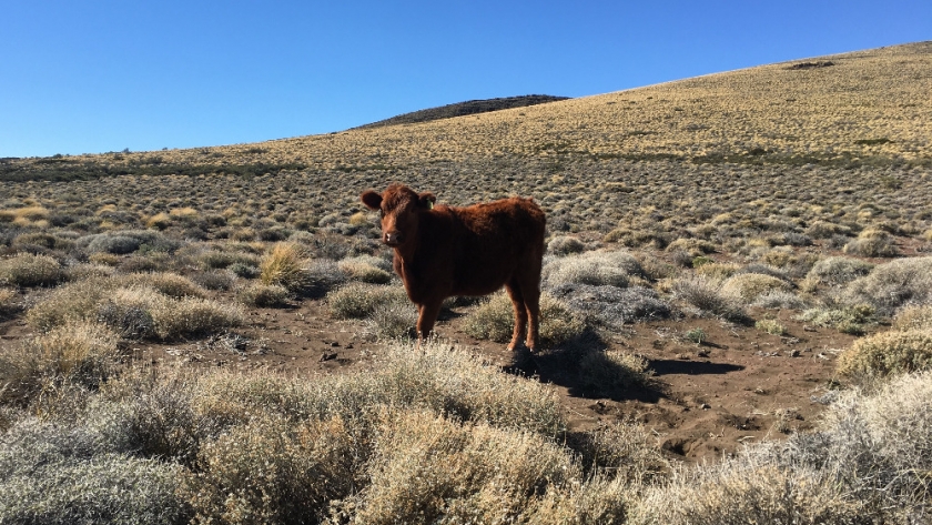 La expansión de especies leñosas amenaza la ganadería en ecosistemas áridos