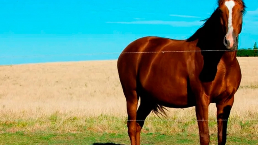 Qué podemos aprender del trato con los caballos: las pautas de un especialista equino
