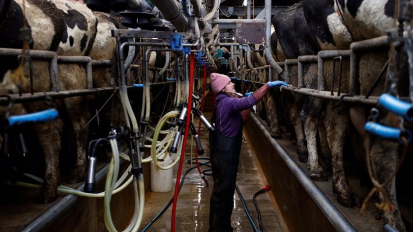 Guerra entre grandes productores de leche en Chile por presunta competencia desleal