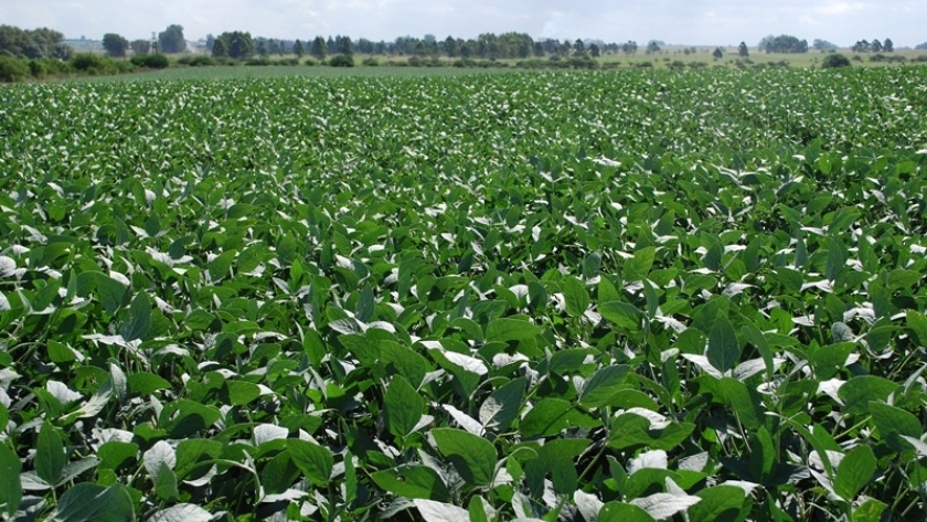 En Chaco, la brecha productiva en soja es del 42 %