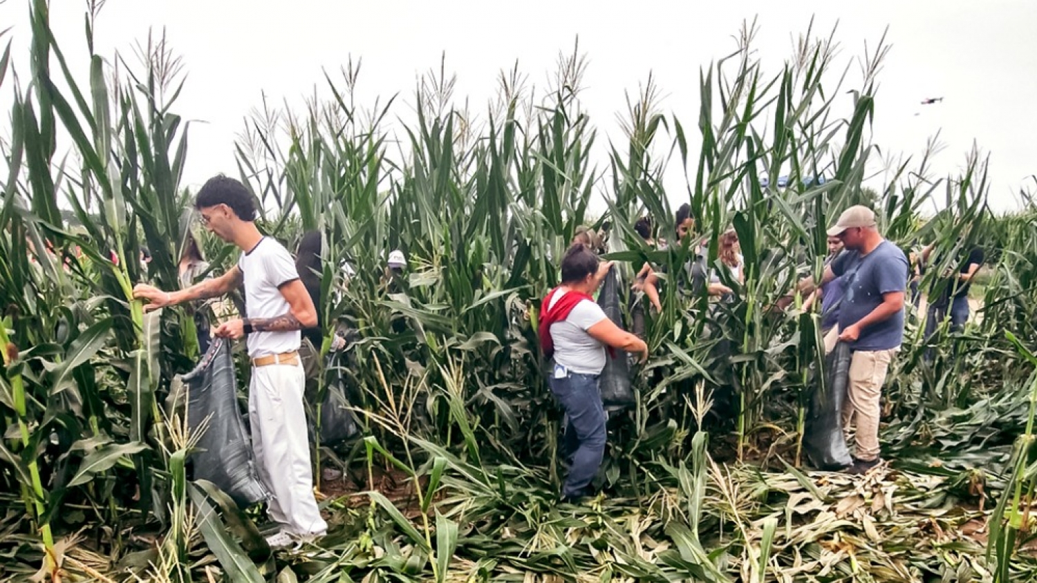 Cosecha solidaria en Córdoba: la UNC reunió voluntarios y producirá 37 mil raciones de alimento