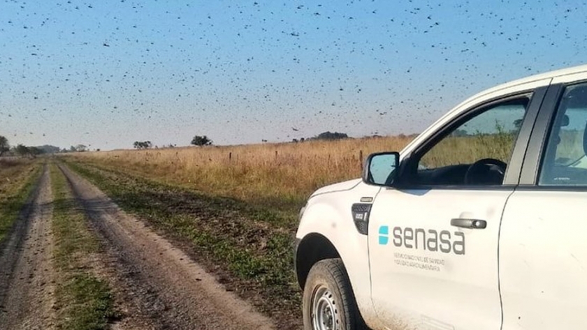 Langosta: Se mantienen acciones coordinadas para controlar la plaga
