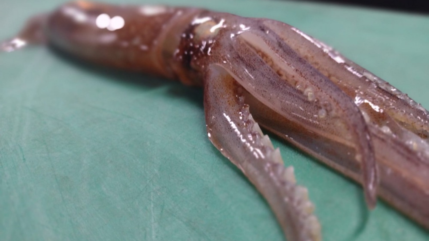 El INIDEP inicia una campaña clave para medir el futuro del calamar argentino