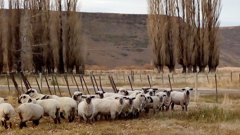 Campana Mahuida trabajó durante la pandemia con prácticas adaptadas al contexto