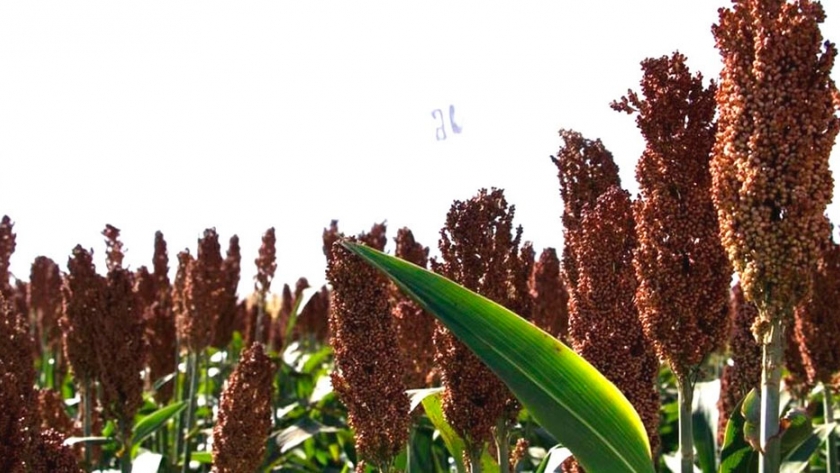 AGseed se suma a Agroactiva 2020, este año en su formato digital