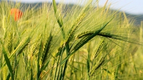 Conociendo la nutrición de trigo para formar su rendimiento