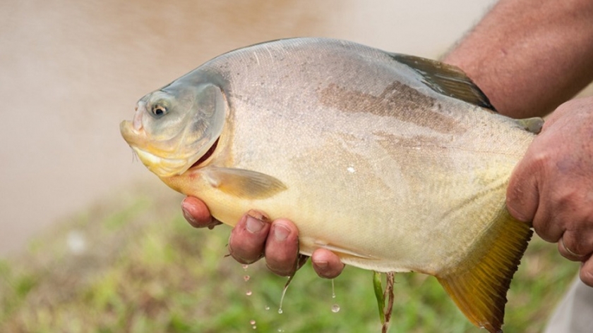 Cría de pacú: una opción para diversificar la producción