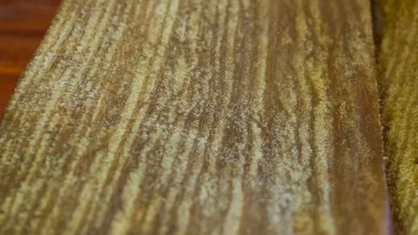 Descubrieron una madera comestible y crearon un emprendimiento único