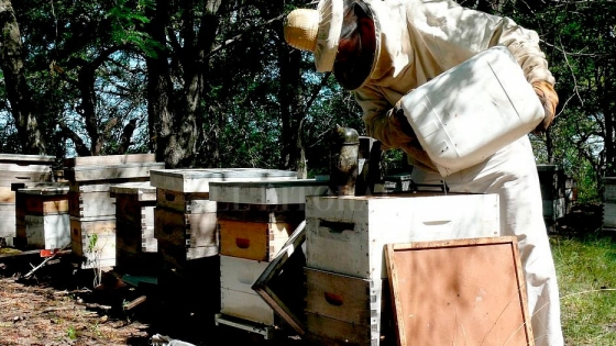 Asistencia a los apicultores