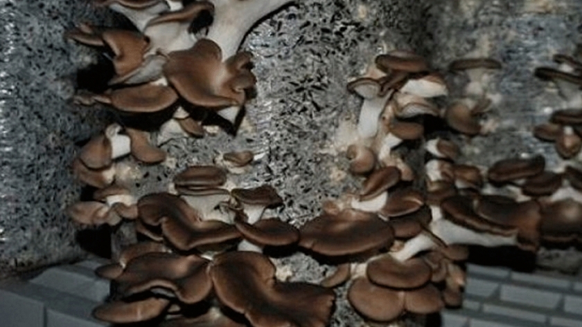 Aprovechan el descarte de girasol para producir hongos y biofertilizantes