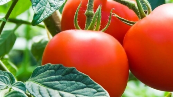Ojo con la huerta: alertan por un nuevo virus que puede afectar a tomates y pimientos