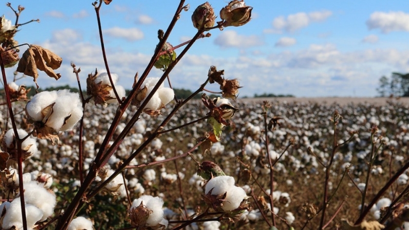 Algodón: un sector con gran potencial