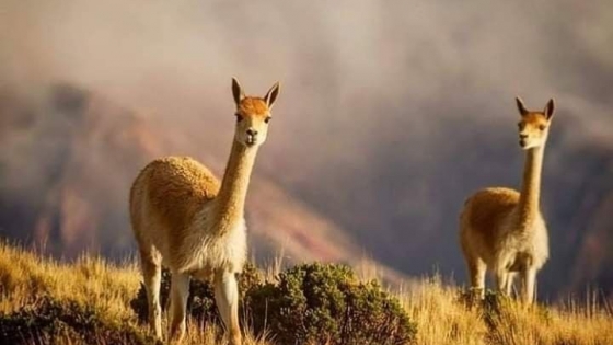 Jujuy firmó un convenio con una empresa productora de fibra de vicuña