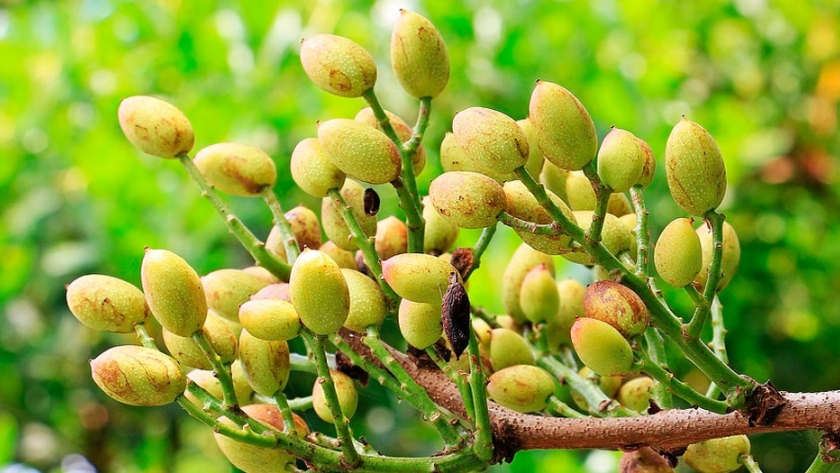 El pistacho, el oro verde que cada vez tiene más adeptos