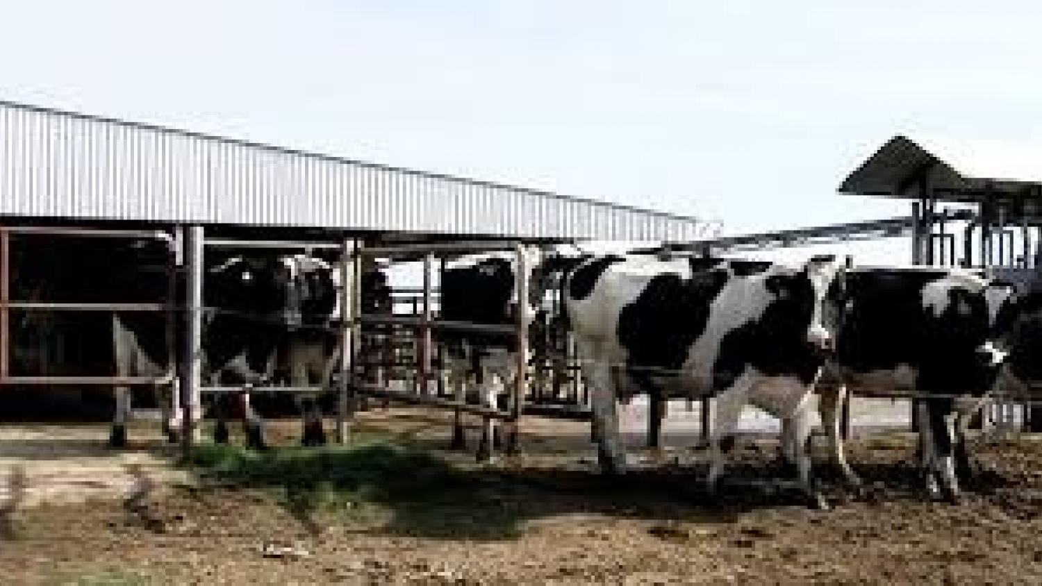 Nuevas exigencias para exportar lácteos: el Gobierno reglamentó la habilitación de tambos que abastecen a Europa y Reino Unido