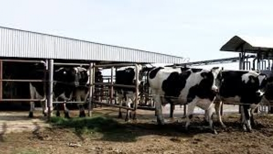 Nuevas exigencias para exportar lácteos: el Gobierno reglamentó la habilitación de tambos que abastecen a Europa y Reino Unido