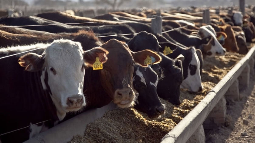 Uso de iluminación artificial en feedlots