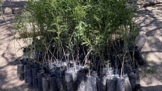 Cuenca Lamadrid/Taco Ralo: reforestación con 200 plantines de algarrobo