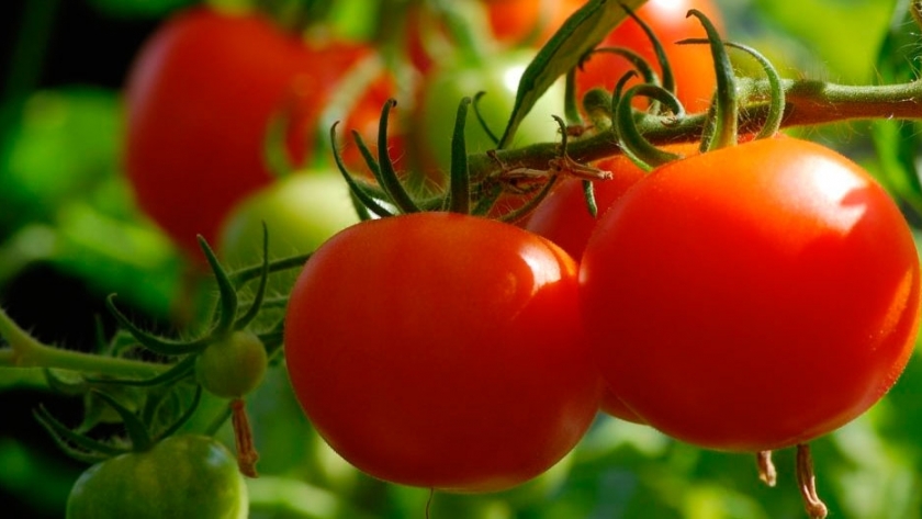 El virus rugoso del tomate, latente