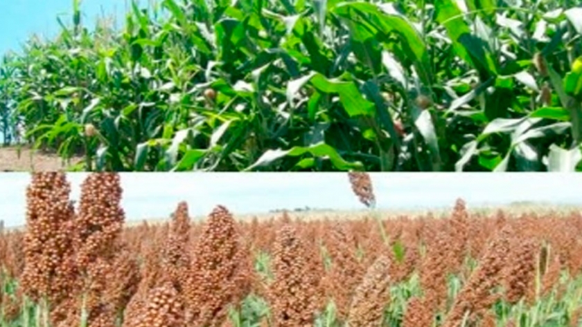 Ventajas del uso del sorgo