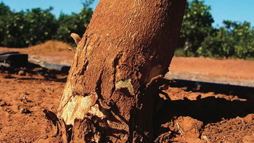 Estudio sobre viroides en cítricos en la región de Río Uruguay