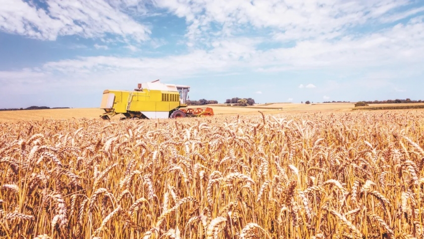 Mientras la siembra avanza con complicaciones, las ventas de trigo nuevo son récord
