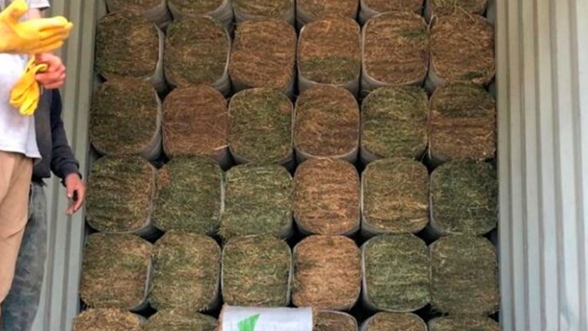 Alfalfa recontra compactada: una innovación de productores cordobeses con destino a Aruba