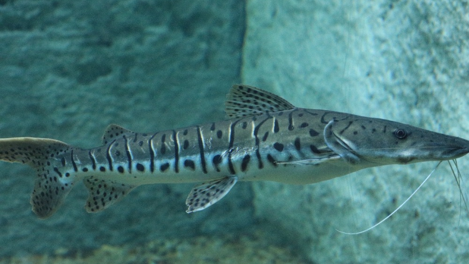 El “Rey del Río” reaparece: causas del fenómeno en Santa Fe