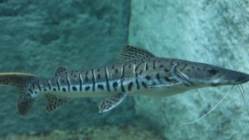 El “Rey del Río” reaparece: causas del fenómeno en Santa Fe