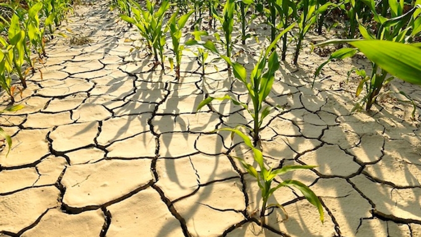 Alimentos y cambio climático 